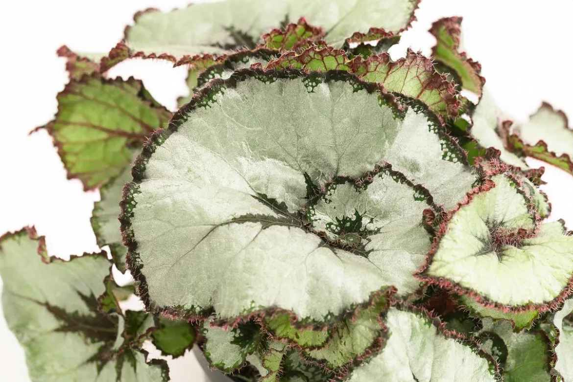 Blattbegonie - Begonia rex-Hybride, verschiedene Sorten