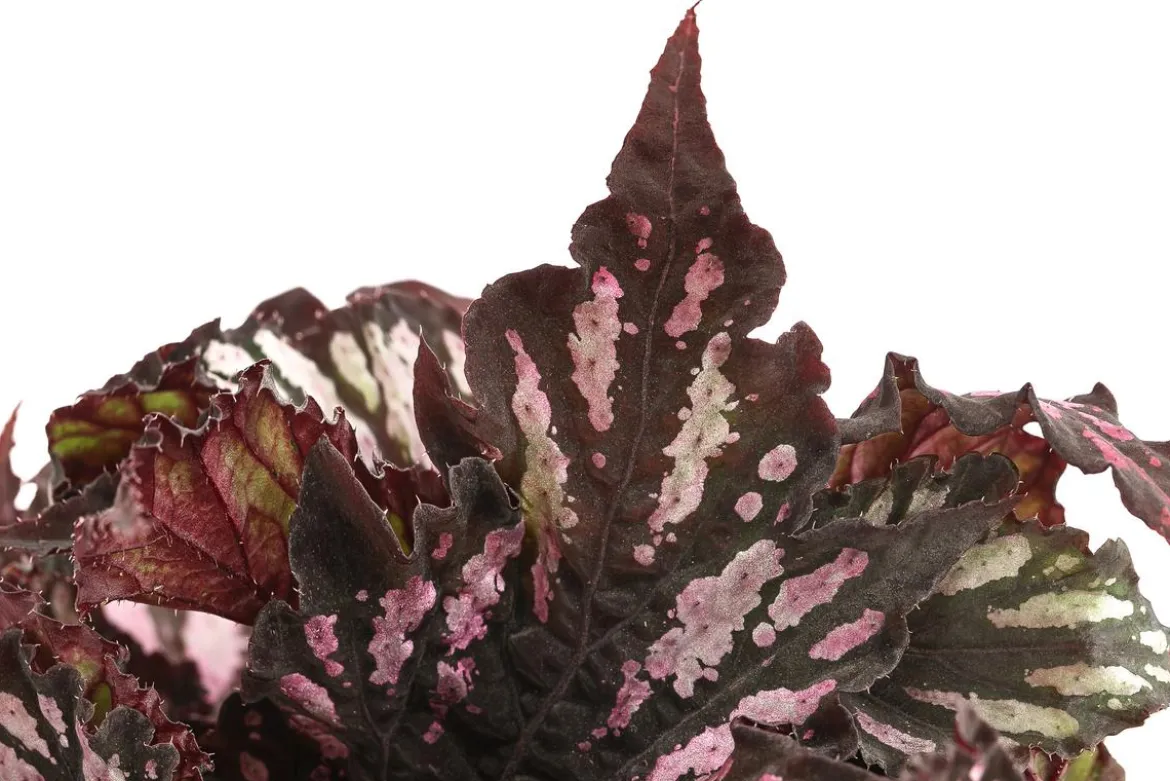 Blattbegonie - Begonia rex-Hybride, verschiedene Sorten