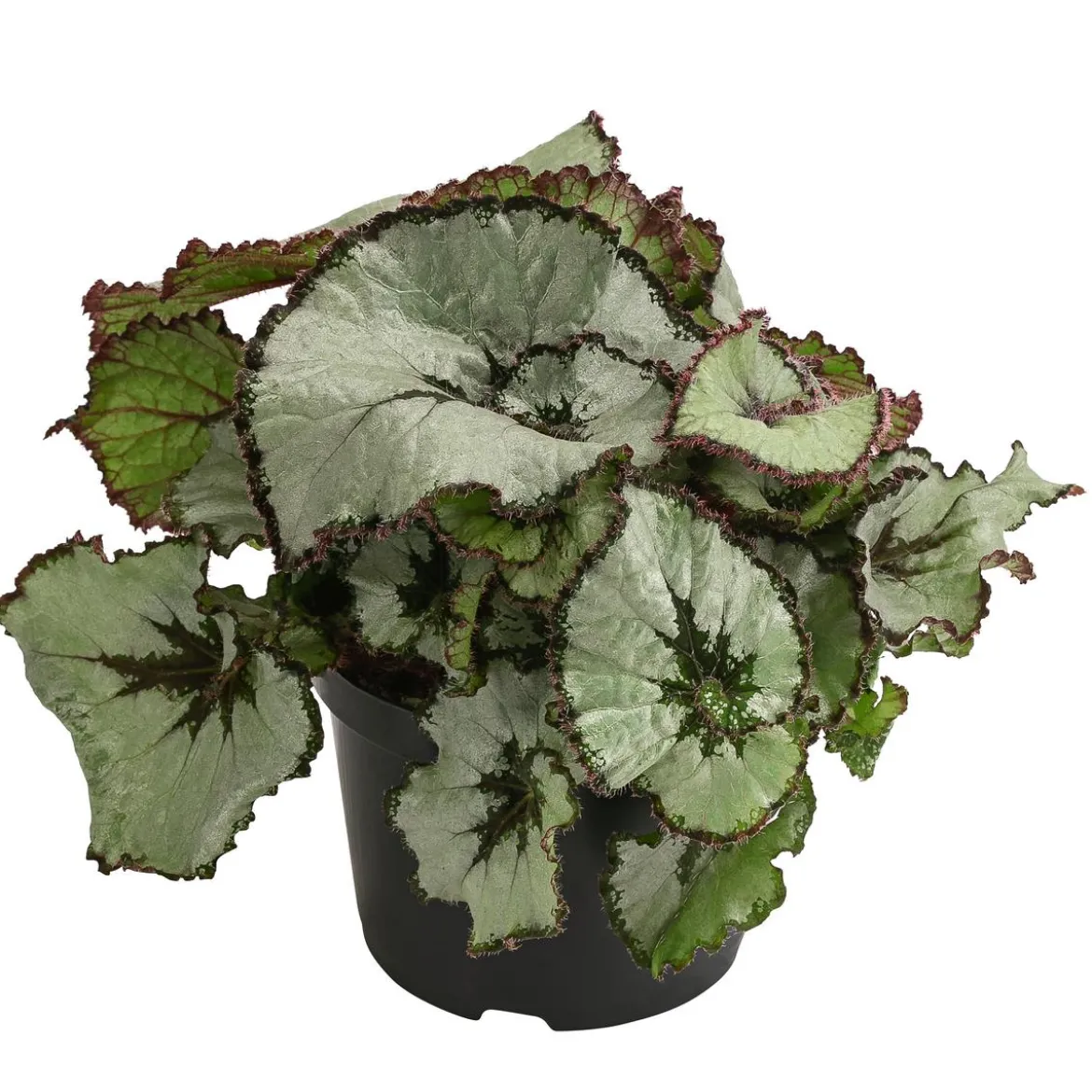 Blattbegonie - Begonia rex-Hybride, verschiedene Sorten