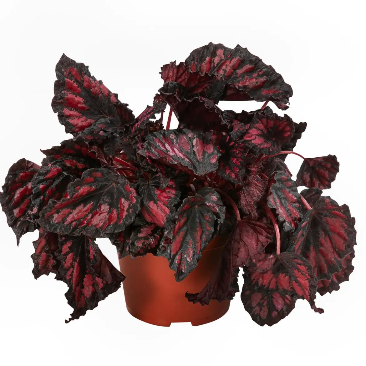 Blattbegonien-Set - Begonia rex-Hybriden, 3-teilig