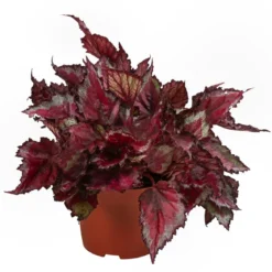 Blattbegonien-Set - Begonia rex-Hybriden, 3-teilig