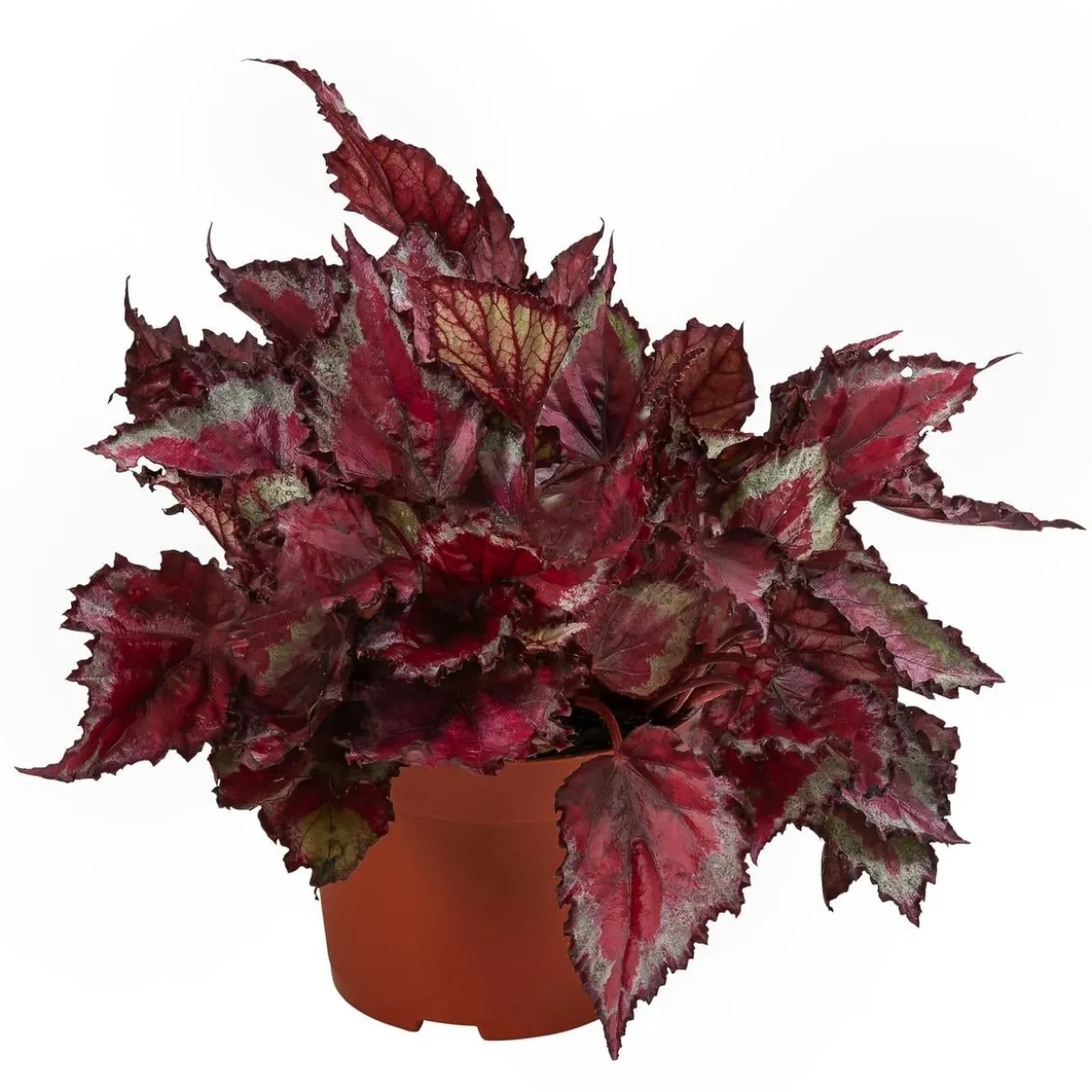 Blattbegonien-Set - Begonia rex-Hybriden, 3-teilig