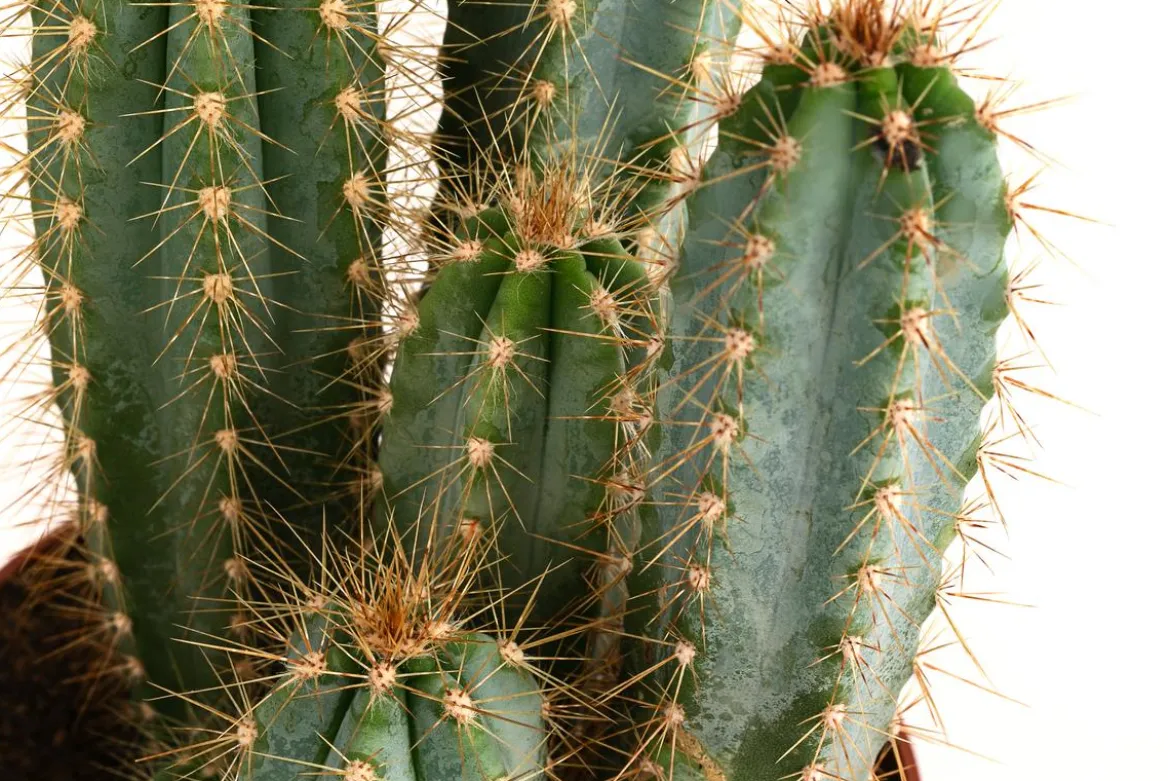 Blauer Haarsäulenkaktus - Pilosocereus azureus