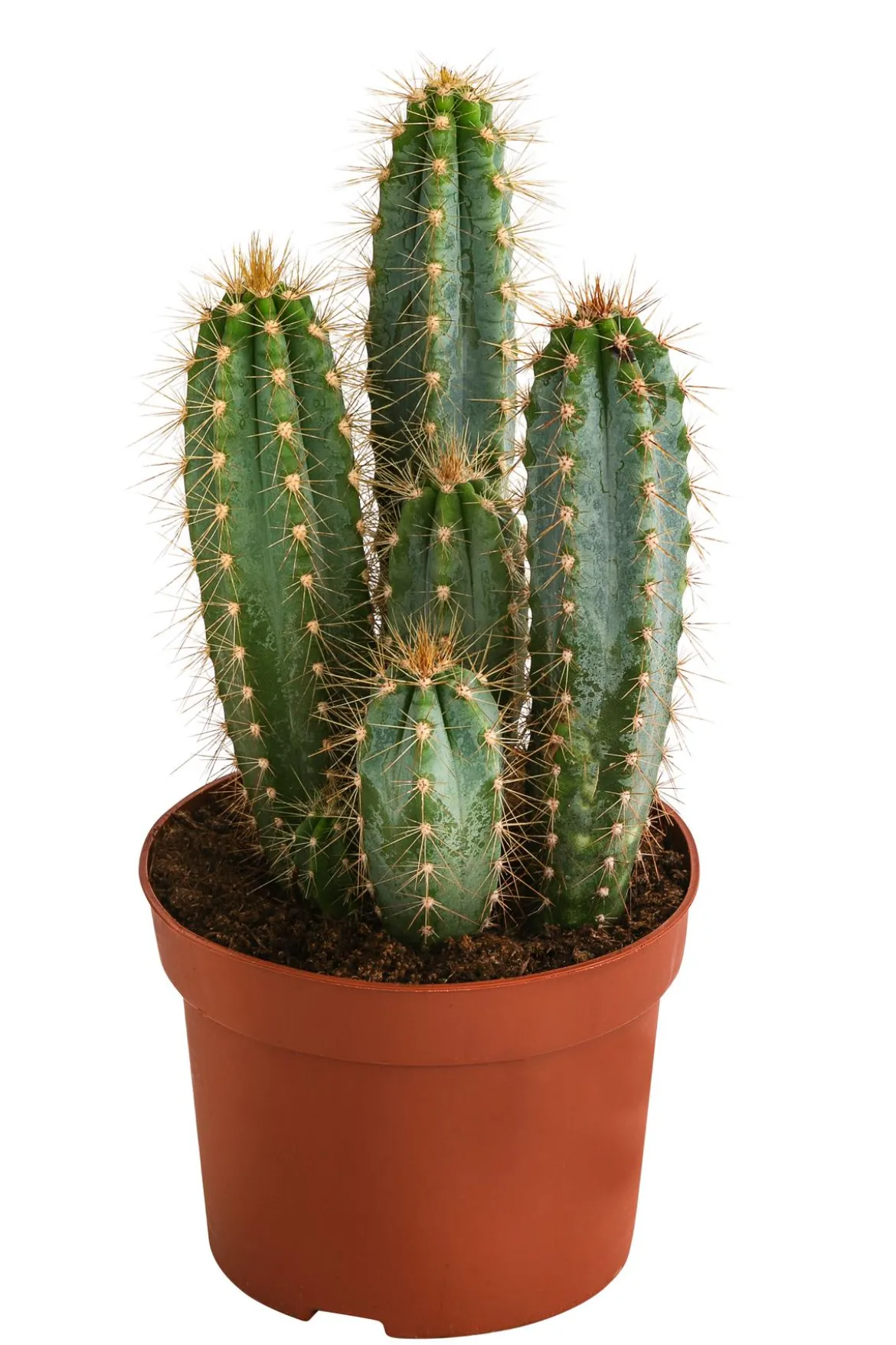 Blauer Haarsäulenkaktus - Pilosocereus azureus