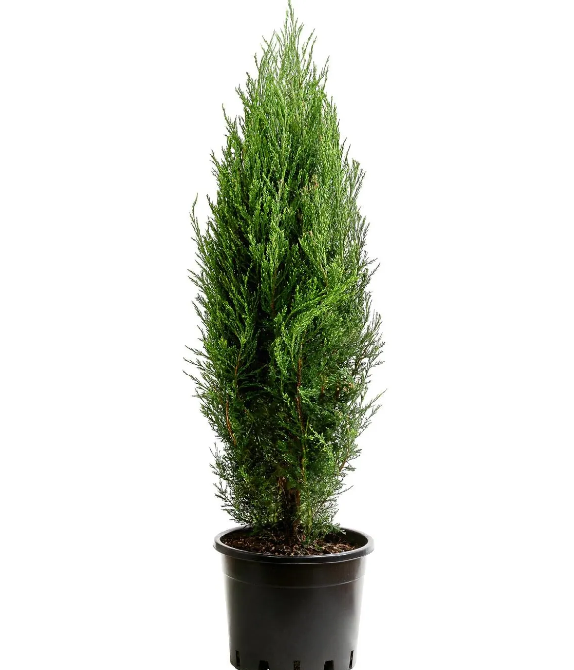 Blauer Zypressen-Wacholder 'Blue Arrow'