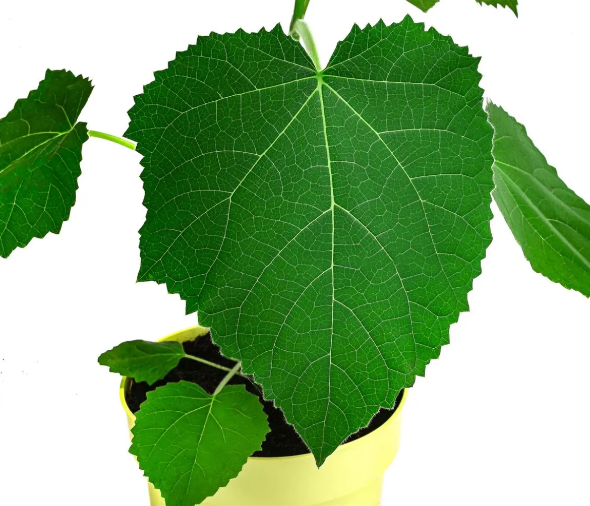 Blauglockenbaum 'NordMax21®'
