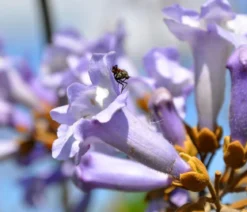 Blauglockenbaum 'NordMax21®'