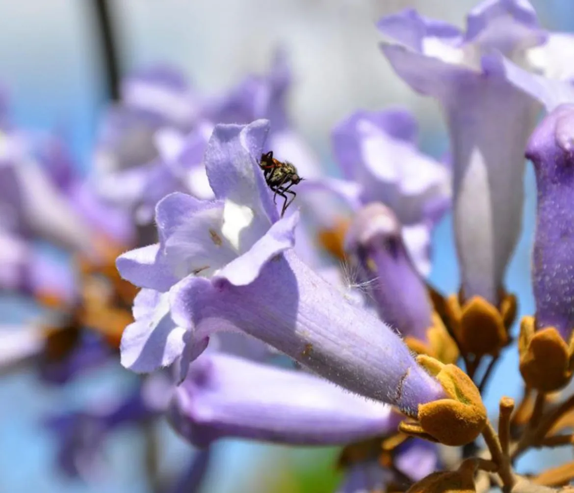 Blauglockenbaum 'NordMax21®'