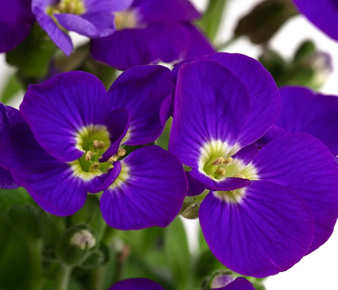 Blaukissen