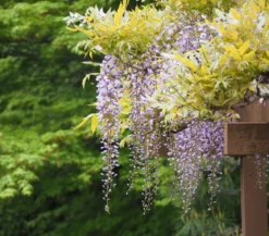 Blauregen 'Amethyst Falls®'