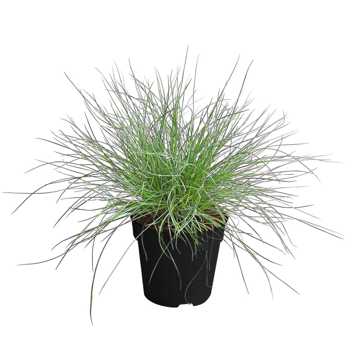 Blauschwingel 'Compact Blue'