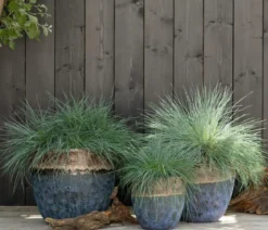 Blauschwingel 'Intense Blue'