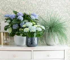 Blauschwingel 'Intense Blue'