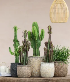 Bleistiftbaum - Euphorbia tirucalli