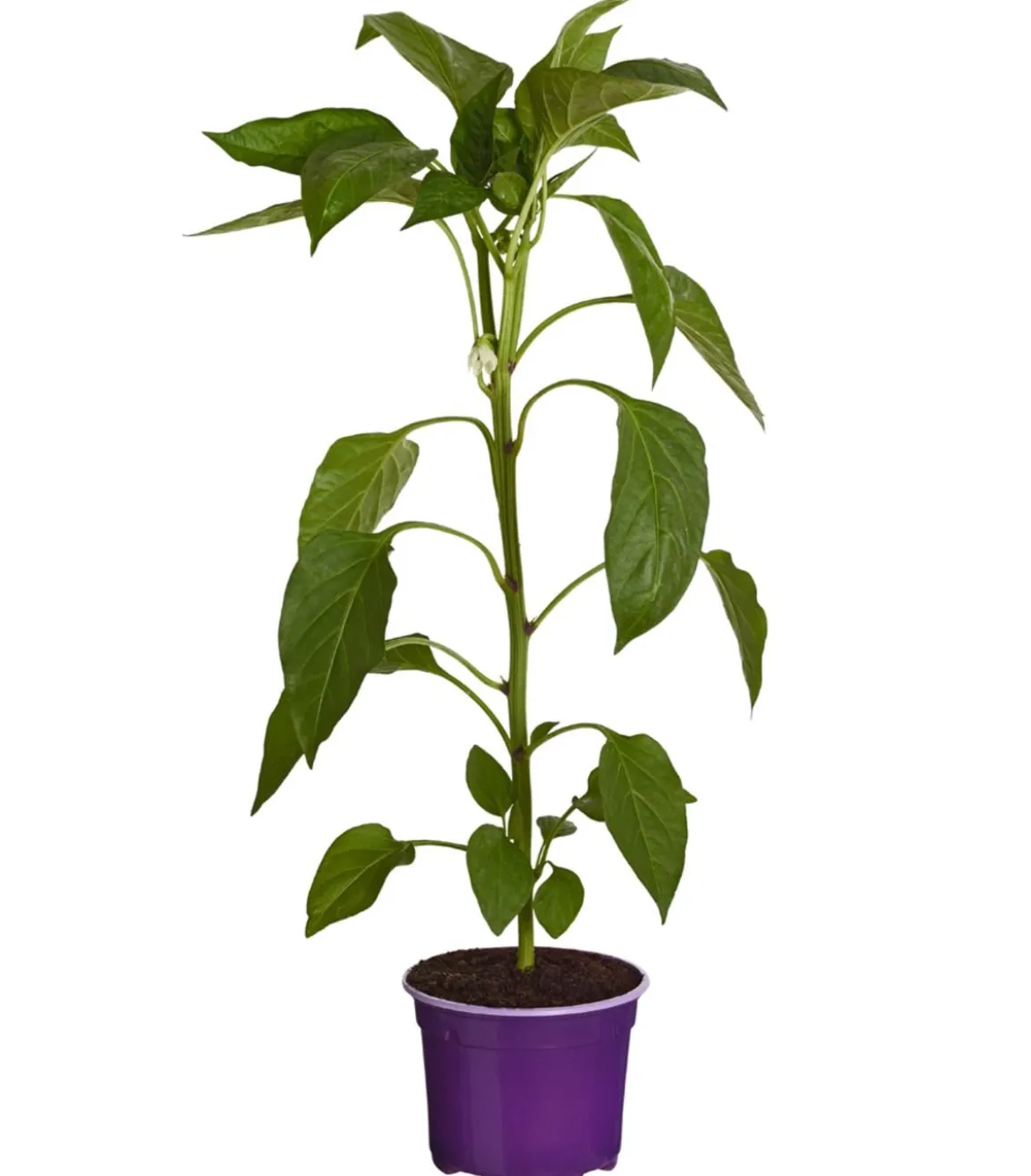 Blockpaprika, lila