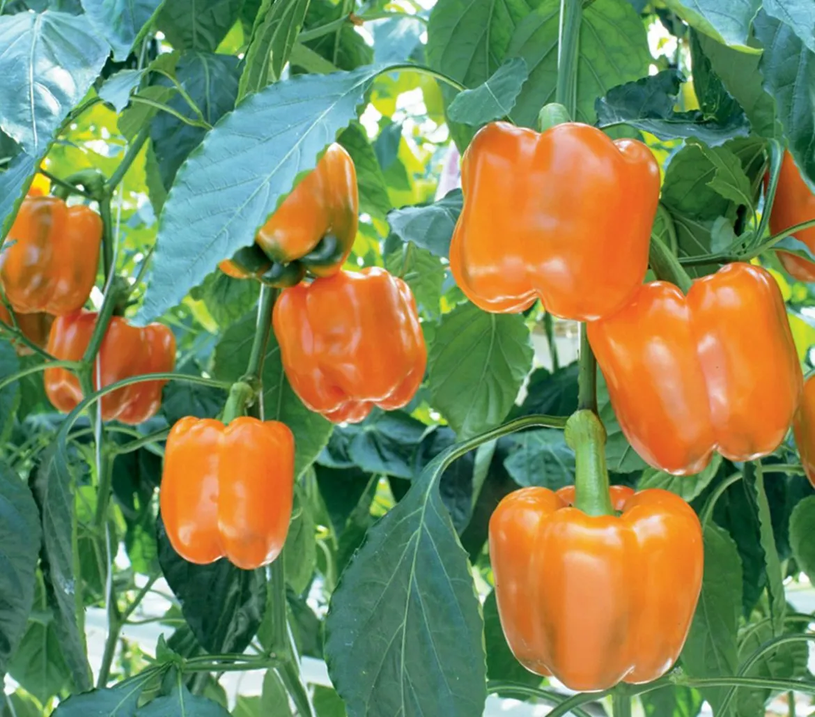 Blockpaprika, orange