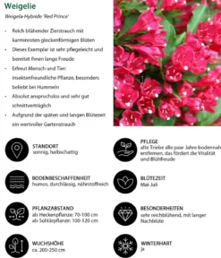 Blütenhecke Elegance, 4-teilig