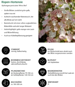 Blütenhecke Elegance, 4-teilig