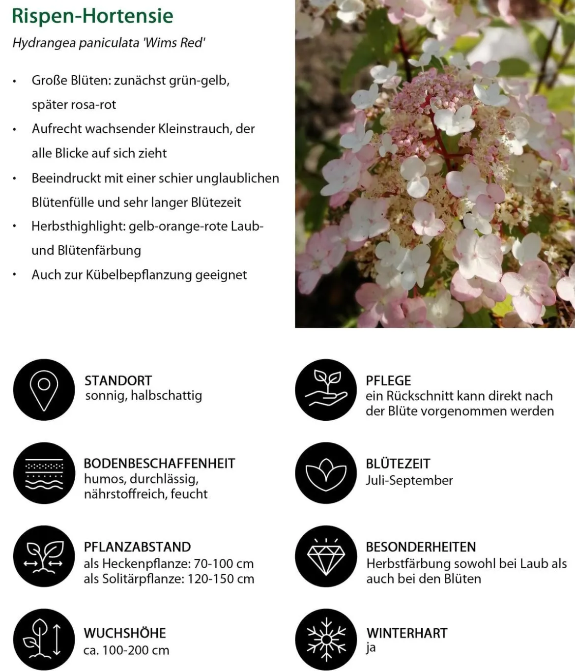 Blütenhecke Elegance, 4-teilig