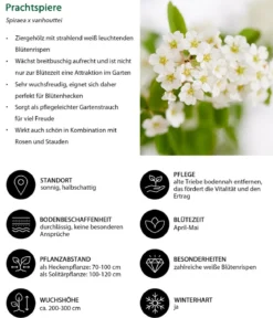 Blütenhecke Elegance, 4-teilig