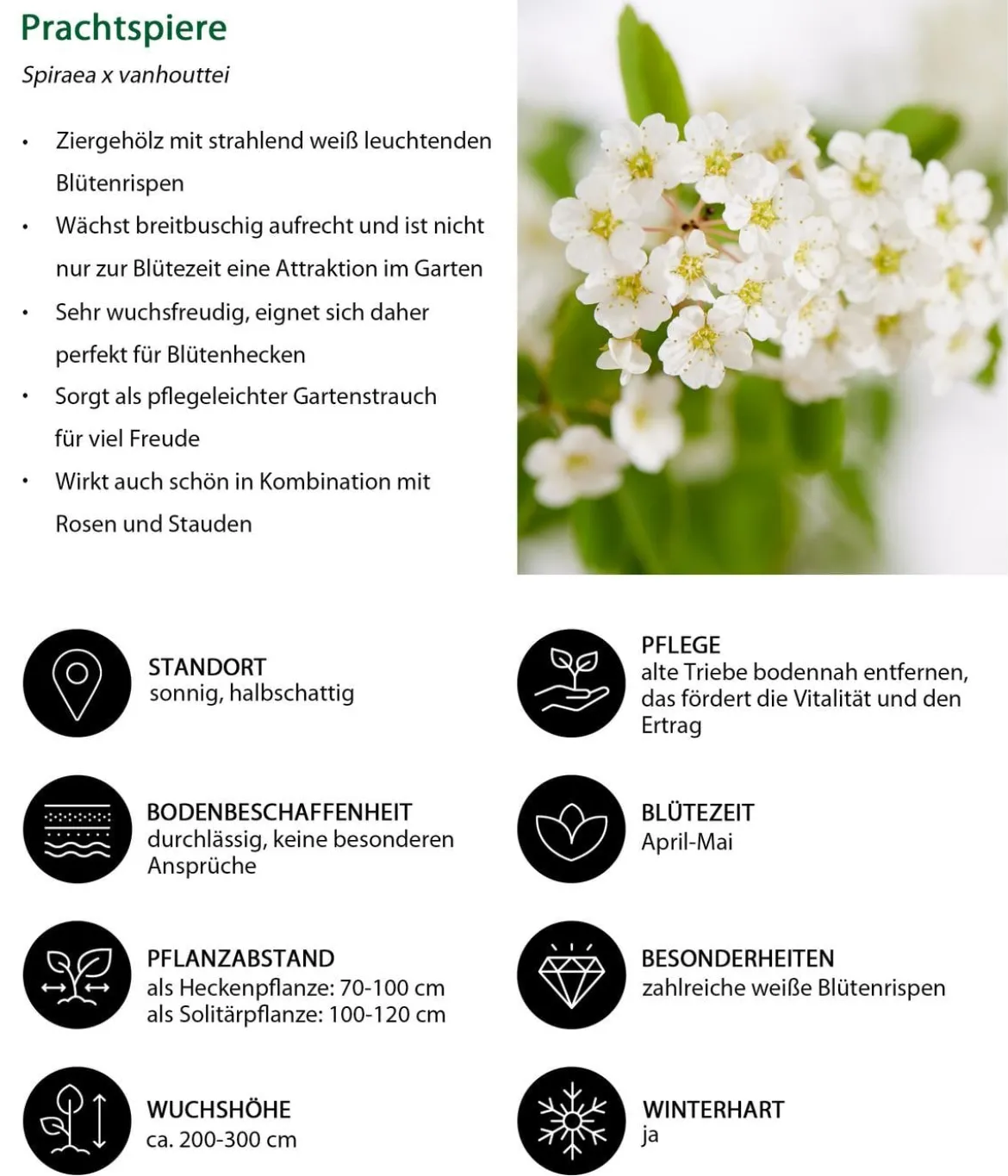 Blütenhecke Elegance, 4-teilig