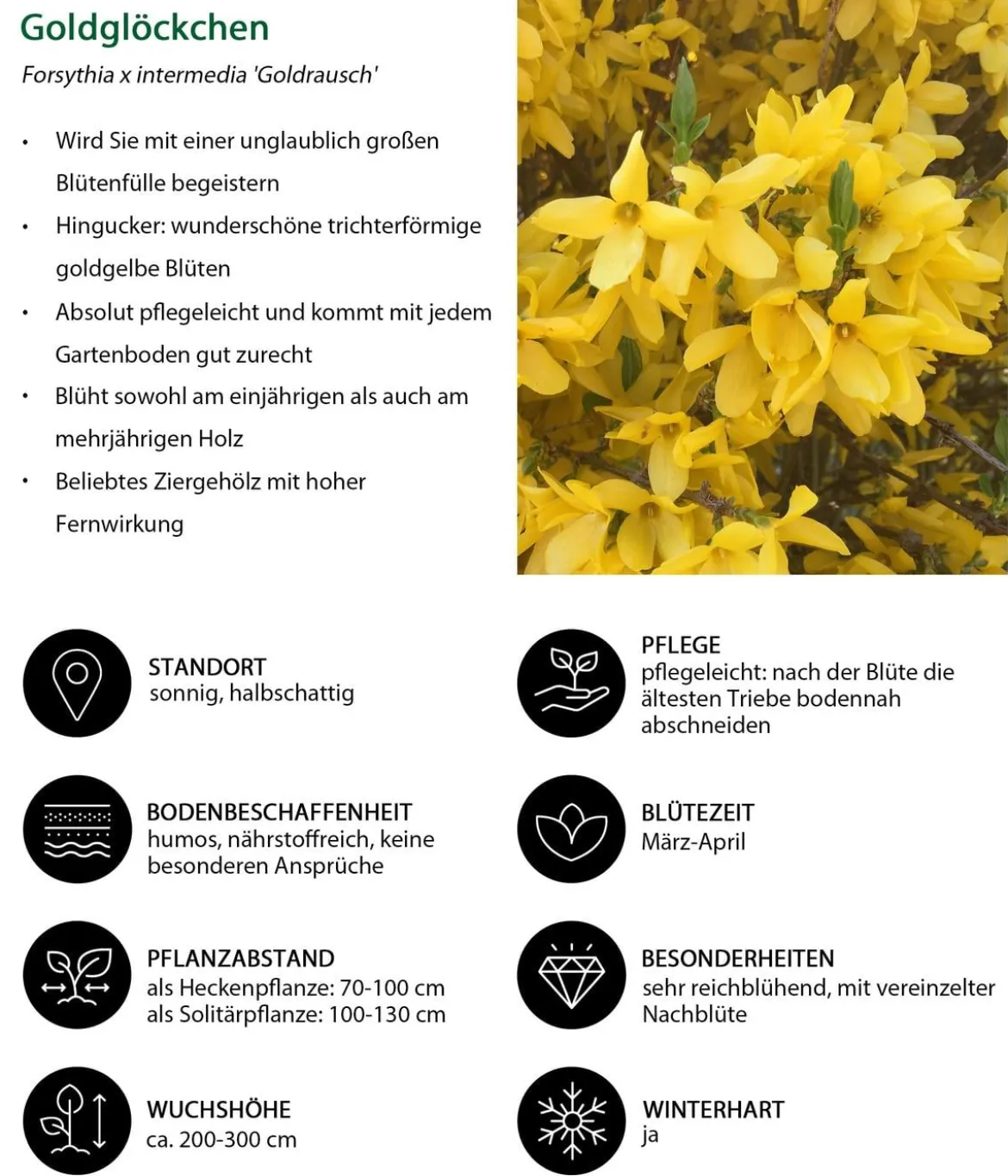 Blütenhecke Impress, 4-teilig
