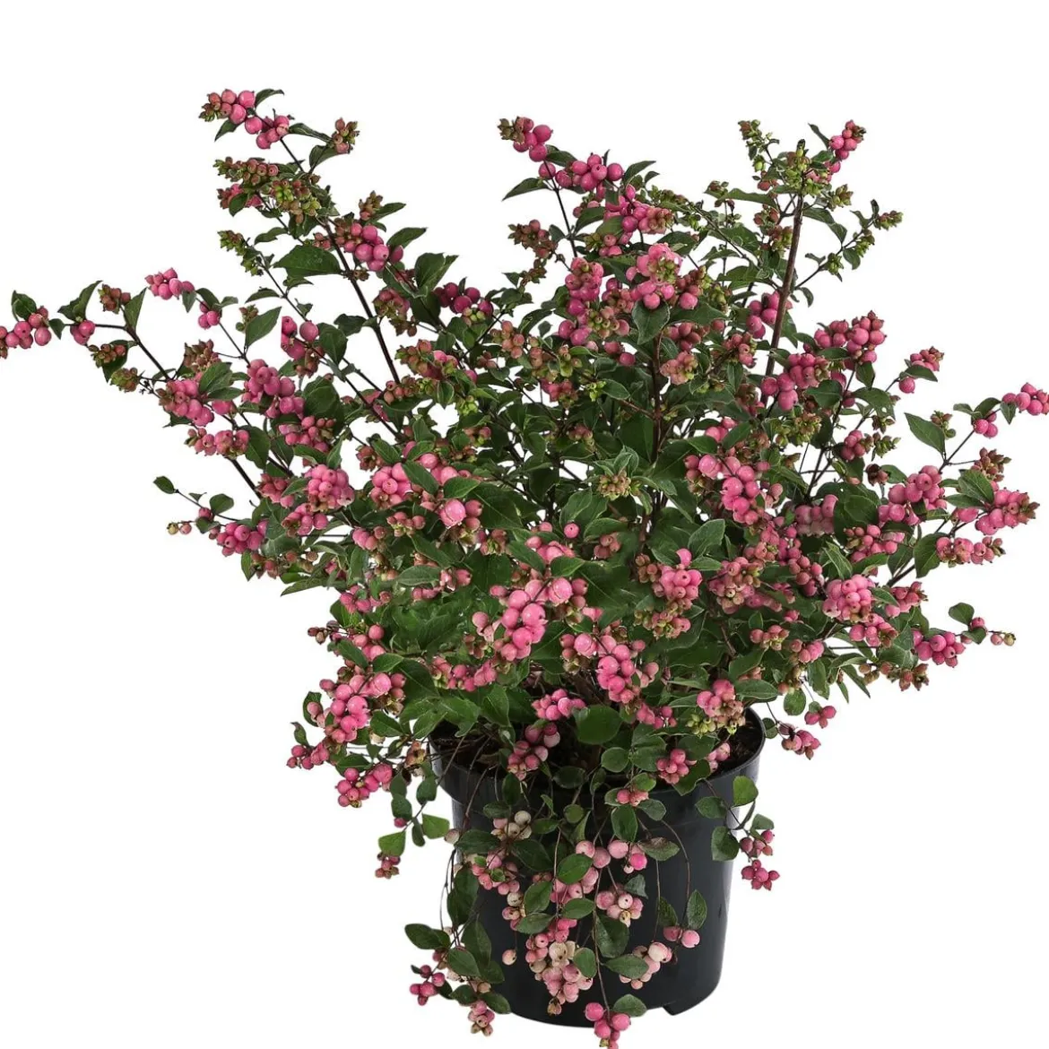 Blütenhecke 'Mother of Pearl', 4er-Set
