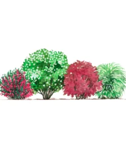 Blütenhecke Romance, 4-teilig