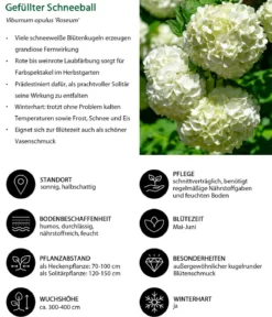 Blütenhecke Romance, 4-teilig