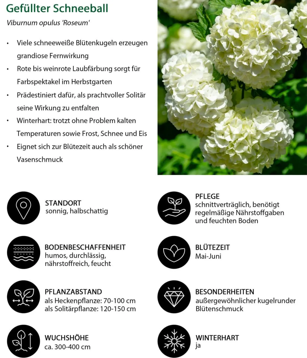 Blütenhecke Romance, 4-teilig