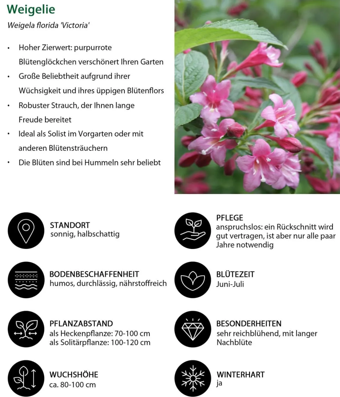 Blütenhecke Romance, 4-teilig
