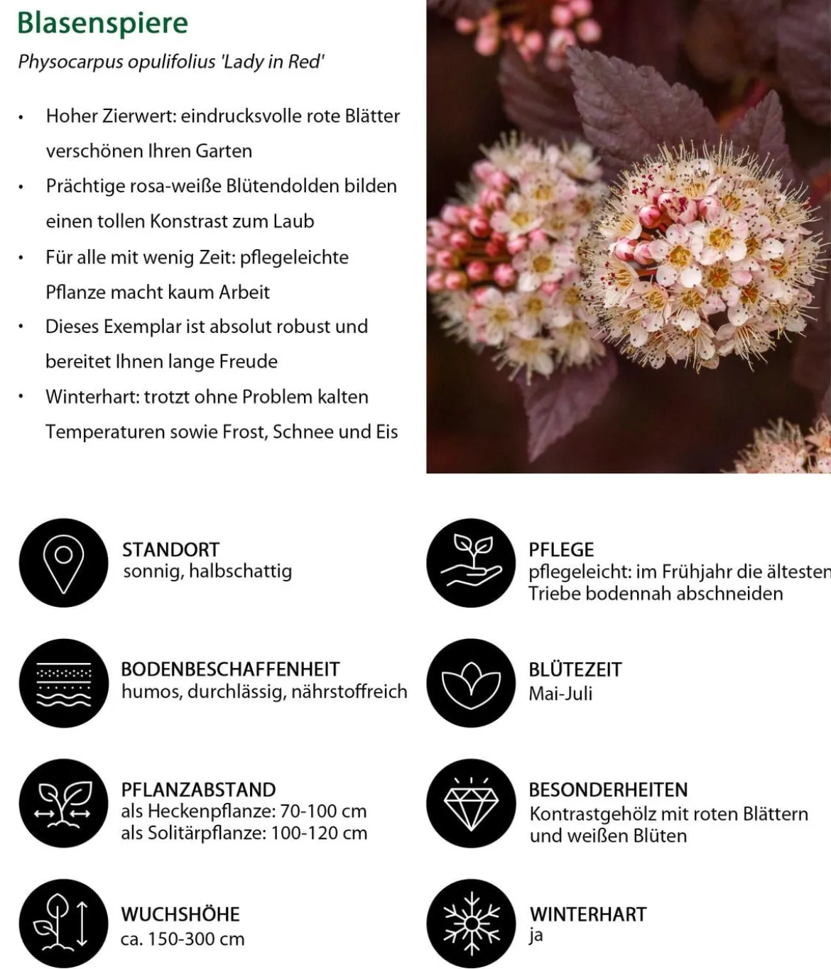 Blütenhecke Romance, 4-teilig