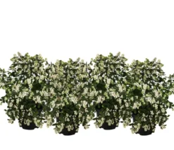 Blütenhecke 'White Hedge', 4er-Set
