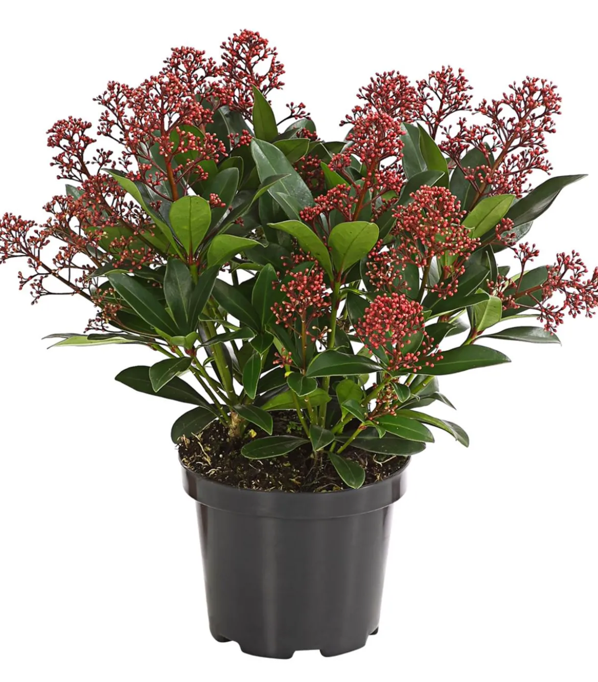 Blütenskimmie 'Rubella'