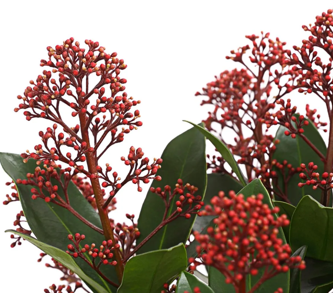 Blütenskimmie 'Rubella'
