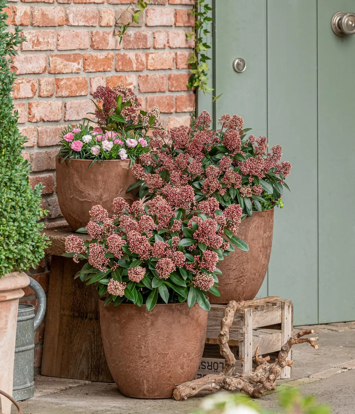 Blütenskimmie 'Rubella'