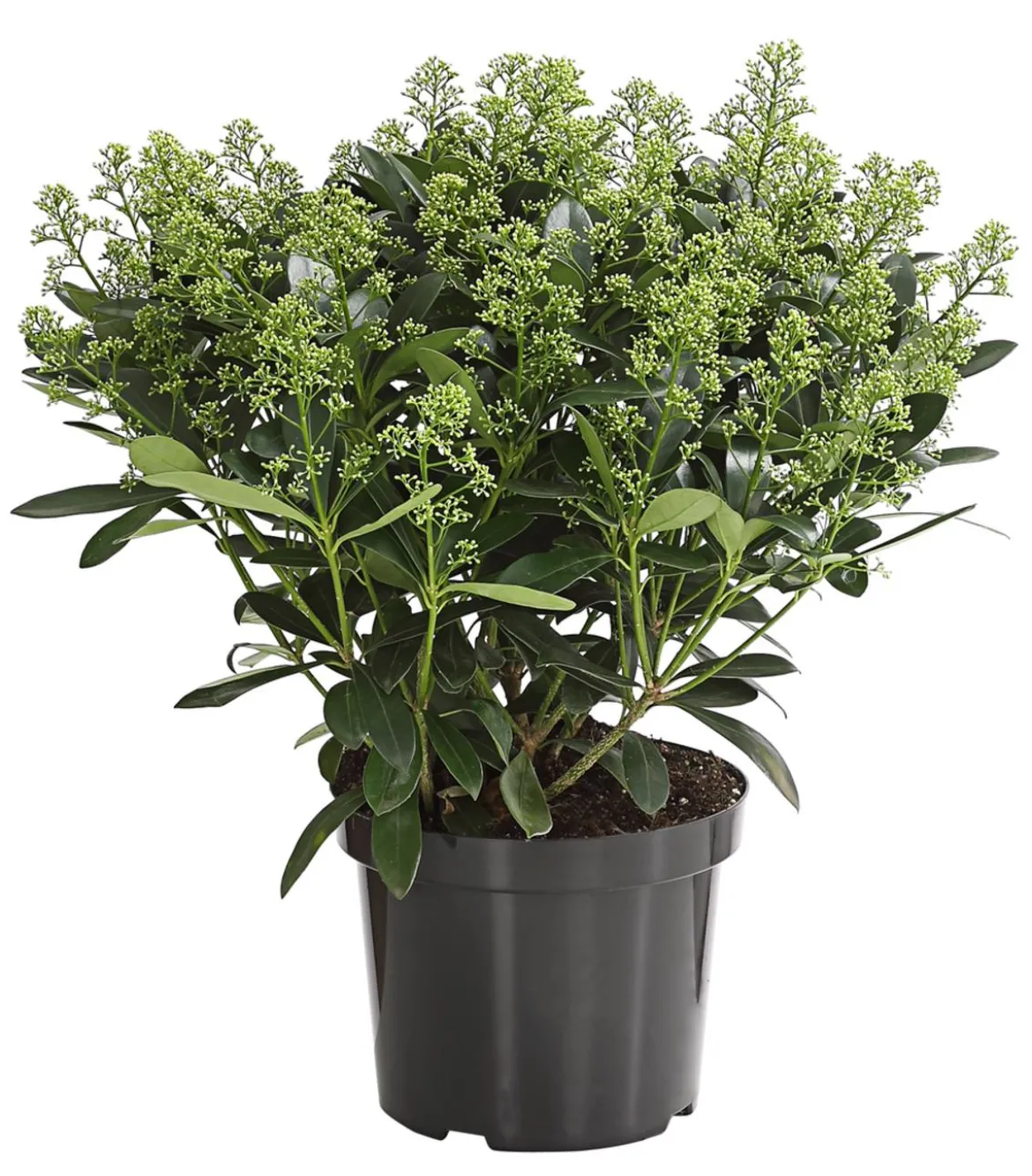 Blütenskimmie 'White Lady'