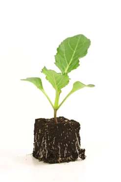 Blumenkohl, 6er Schale