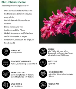 Blut-Johannisbeere 'King Edward VII'