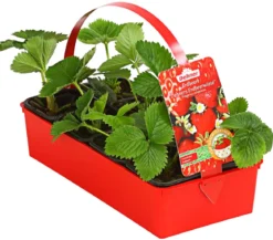 Bodendeckererdbeere, 8er-Schale