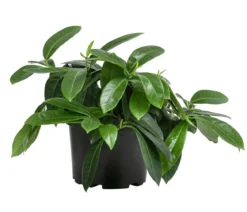 Bodendecker Kirschlorbeer 'Mount Vernon'