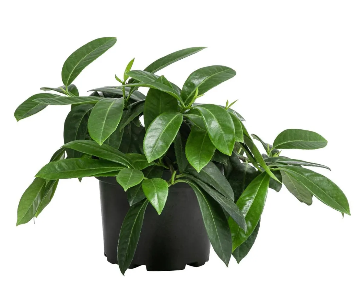 Bodendecker Kirschlorbeer 'Mount Vernon'