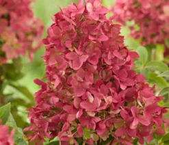 Bodendecker-Rispen-Hortensie Groundbreaker® 'Ruby' ™, 4er-Set
