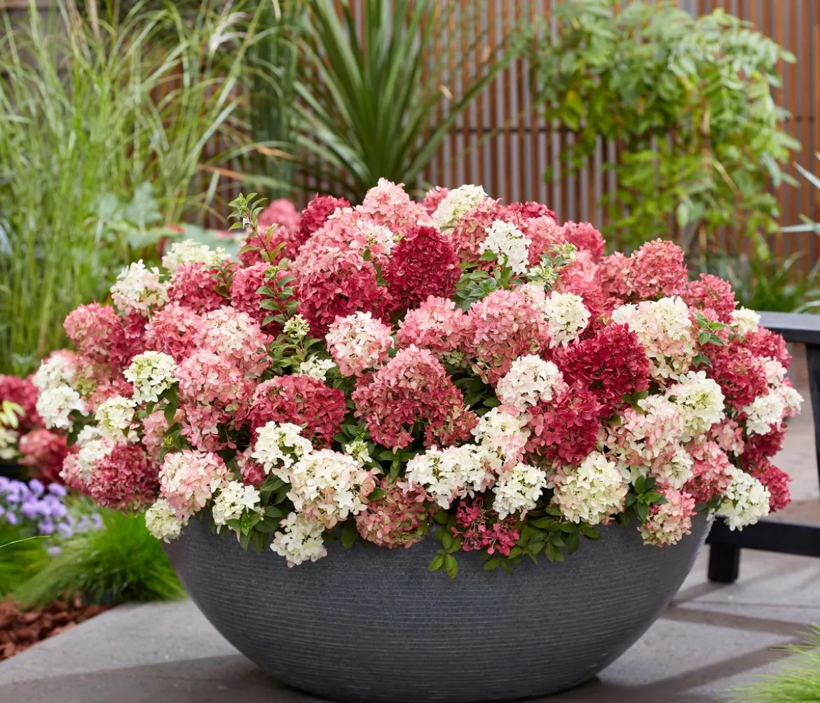 Bodendecker-Rispen-Hortensie Groundbreaker® 'Ruby' ™, 4er-Set