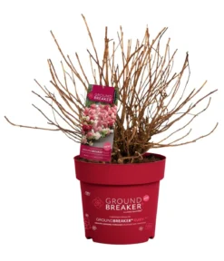 Bodendecker-Rispen-Hortensie Groundbreaker® 'Ruby' ™, 4er-Set