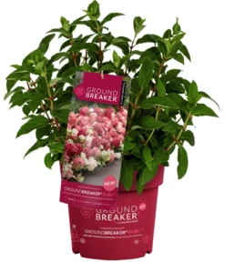 Bodendecker-Rispen-Hortensie Groundbreaker® 'Ruby' ™, 4er-Set