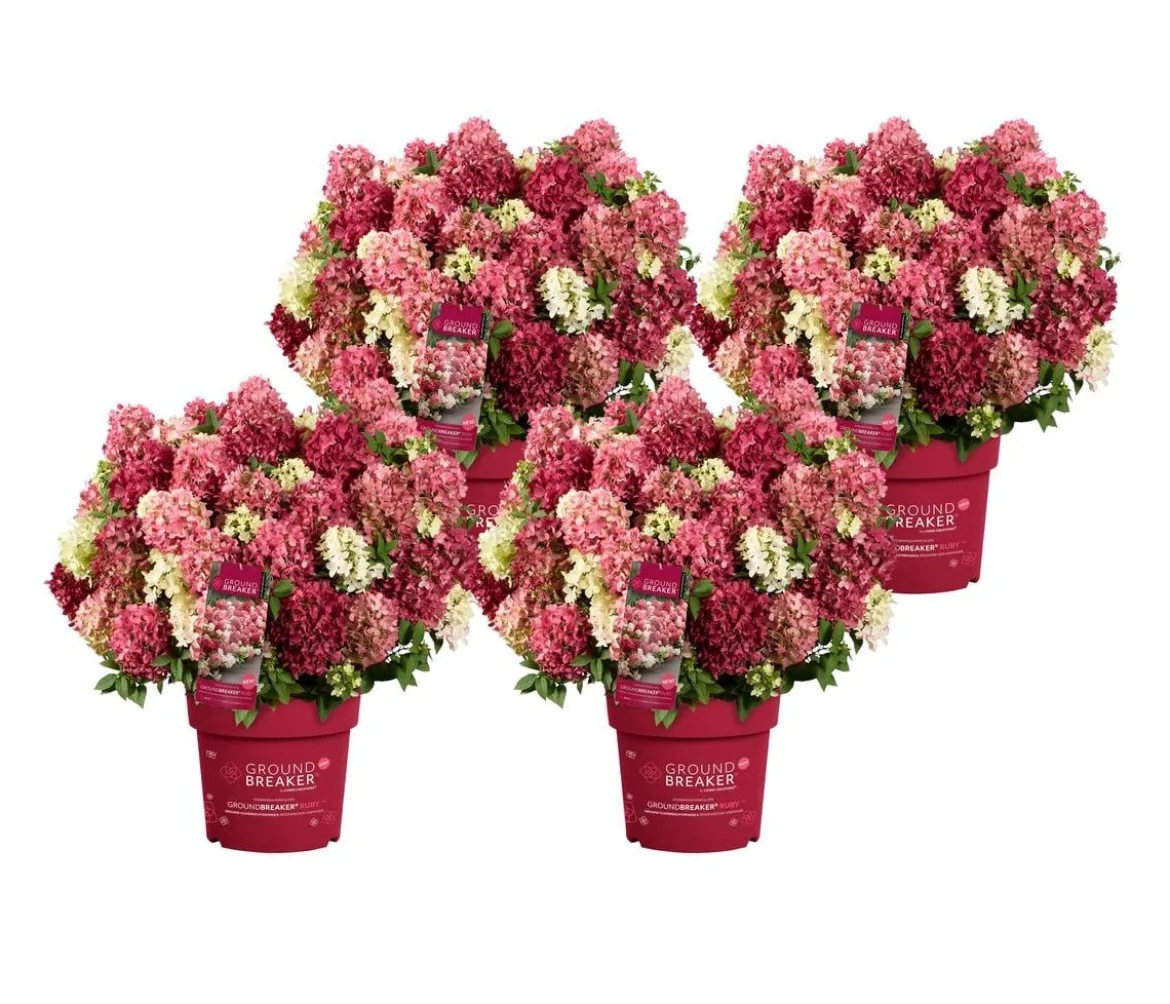 Bodendecker-Rispen-Hortensie Groundbreaker® 'Ruby' ™, 4er-Set