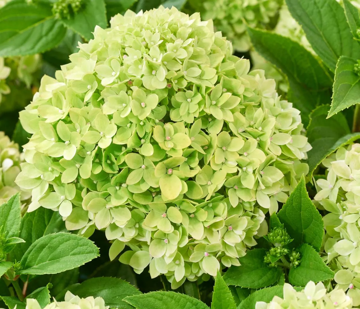 Bodendecker-Rispen-Hortensie Groundbreaker® 'Greeny' ™, 4er-Set