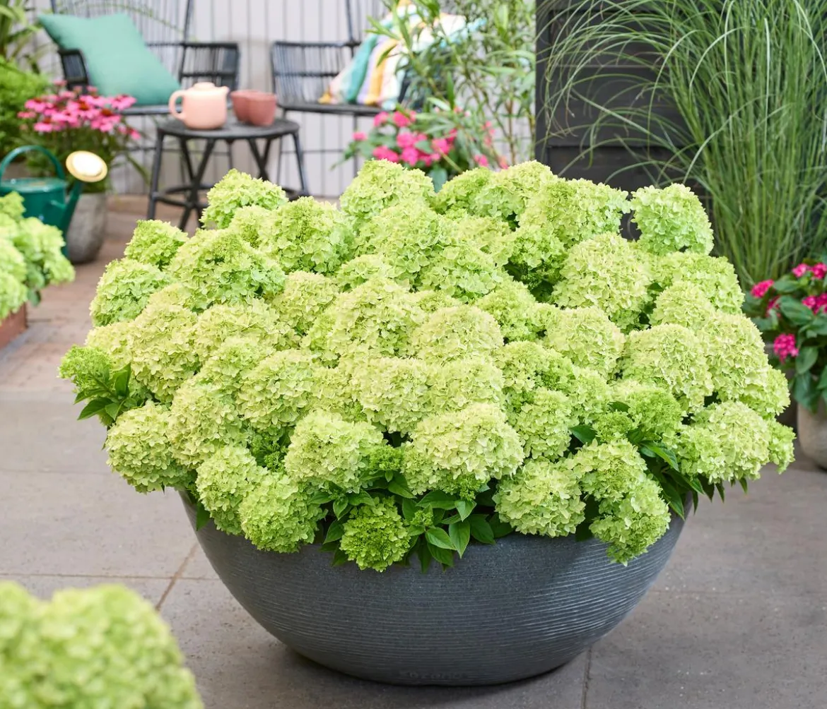 Bodendecker-Rispen-Hortensie Groundbreaker® 'Greeny' ™, 4er-Set