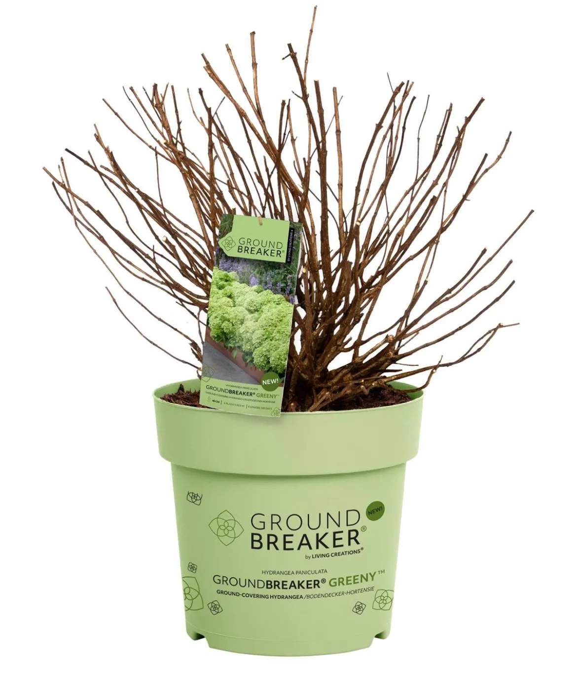 Bodendecker-Rispen-Hortensie Groundbreaker® 'Greeny' ™, 4er-Set